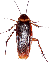 Cockroach Control Calgary