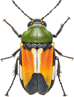 Scarab Beetle Control Calgary