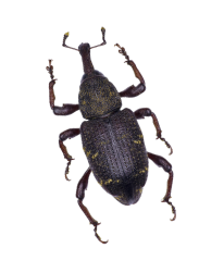 Bed Bug Extermination Calgary