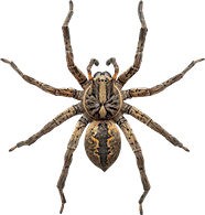 Spider & Wasp Control Calgary